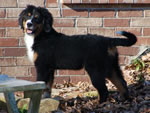 Dyna |  Rocky Creek Bernese Mountain Dogs