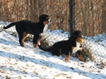 Dyna |  Rocky Creek Bernese Mountain Dogs