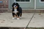 Dyna |  Rocky Creek Bernese Mountain Dogs