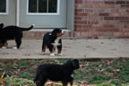 Dyna |  Rocky Creek Bernese Mountain Dogs