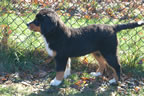 Dyna |  Rocky Creek Bernese Mountain Dogs