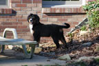 Dyna |  Rocky Creek Bernese Mountain Dogs