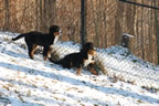 Dyna |  Rocky Creek Bernese Mountain Dogs