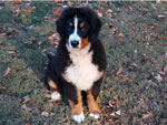 Jake | Rocky Creek Bernese Mountain Dogs