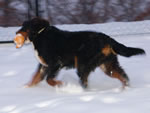 Jake | Rocky Creek Bernese Mountain Dogs