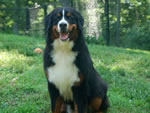 Jake | Rocky Creek Bernese Mountain Dogs