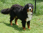 Jake | Rocky Creek Bernese Mountain Dogs