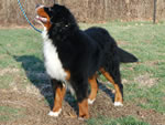 Jake | Rocky Creek Bernese Mountain Dogs