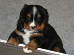 Skye |  Rocky Creek Bernese Mountain Dogs