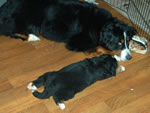 Skye |  Rocky Creek Bernese Mountain Dogs