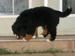 Skye |  Rocky Creek Bernese Mountain Dogs