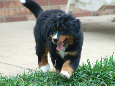 Skye |  Rocky Creek Bernese Mountain Dogs