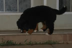 Skye |  Rocky Creek Bernese Mountain Dogs