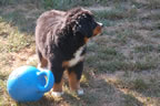 Skye |  Rocky Creek Bernese Mountain Dogs