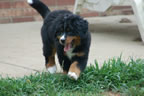 Skye |  Rocky Creek Bernese Mountain Dogs