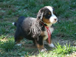 Spice |  Rocky Creek Bernese Mountain Dogs