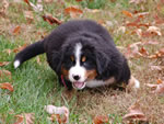 Spice |  Rocky Creek Bernese Mountain Dogs