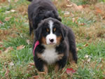 Spice |  Rocky Creek Bernese Mountain Dogs