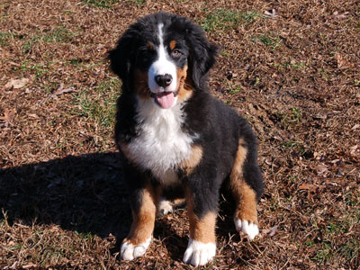 Spice |  Rocky Creek Bernese Mountain Dogs