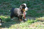 Spice |  Rocky Creek Bernese Mountain Dogs