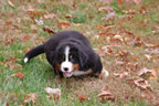 Spice |  Rocky Creek Bernese Mountain Dogs