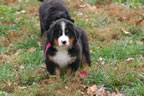 Spice |  Rocky Creek Bernese Mountain Dogs