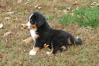 Spice |  Rocky Creek Bernese Mountain Dogs