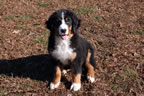 Spice |  Rocky Creek Bernese Mountain Dogs