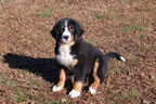 Spice |  Rocky Creek Bernese Mountain Dogs